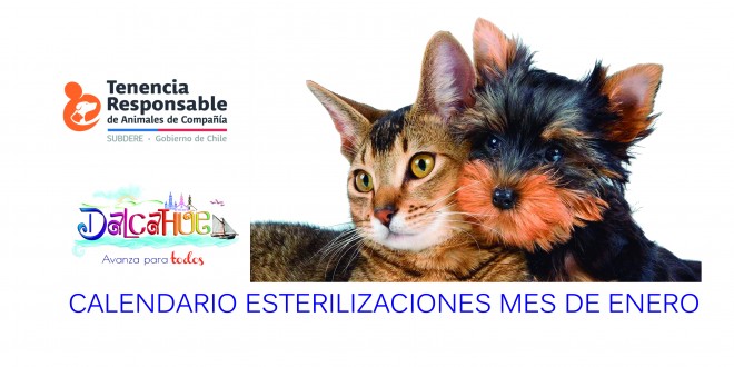 Confirmados los Operativos de esterilización gratuita en Dalcahue rural y urbano Enero 2019