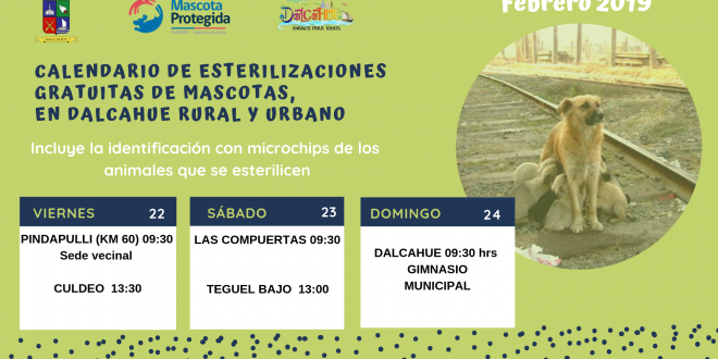 Confirmados los Operativos de esterilización gratuita en Dalcahue rural y urbano Febrero 2019