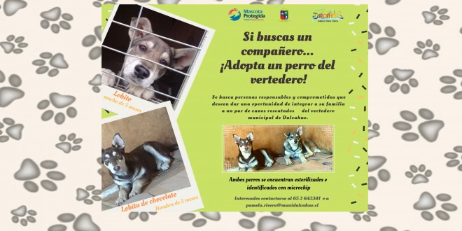 CAMPAÑA DE ADOPCIÓN “SI BUSCAS UN COMPAÑERO, ADOPTA UN PERRO DEL VERTEDERO”