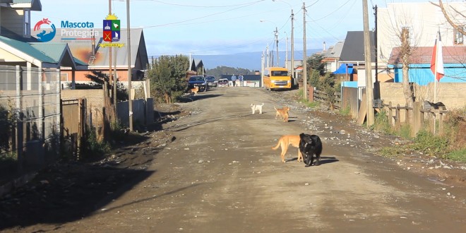 Programa Plan Médico Veterinario de la ilustre Municipalidad de Dalcahue inicia Fiscalizaciones en Dalcahue