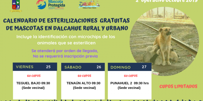 Esterilizaciones Gratuitas Dalcahue Rural.