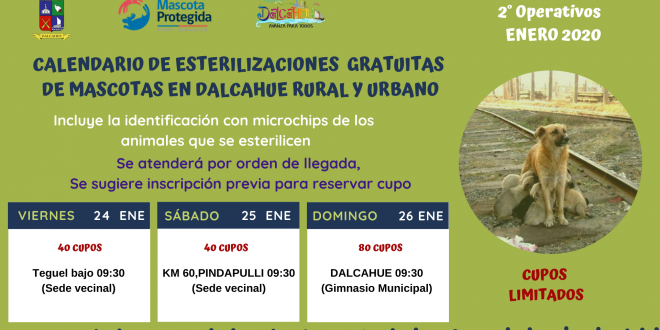 Últimos operativos del proyecto de «Esterilización Responsabilidad Compartida Comuna de Dalcahue 2019»