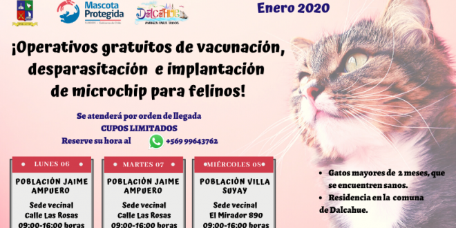 Operativos gratuitos de vacunación, desparasitación e implantación de microchips para felinos en Dalcahue