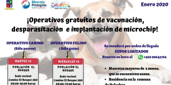 Operativos gratuitos de vacunación, desparasitación e implantación de microchips de mascotas en Dalcahue