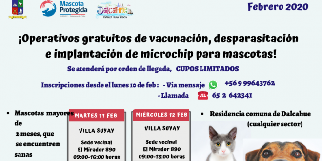 Operativos gratuitos de vacunación, desparasitación e implantación de microchips de mascotas en Dalcahue