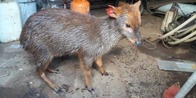 VECINOS DE SECTOR TEGUEL, MUNICIPALIDAD DE DALCAHUE Y MUNICIPALIDAD DE ANCUD RESCATAN Y TRASLADAN A PUDÚ HERIDO POR ATAQUE DE PERROS, EN COORDINACIÓN CON LA RED DE RESCATE DE FAUNA SILVESTRE DE COLMEVET CHILOÉ