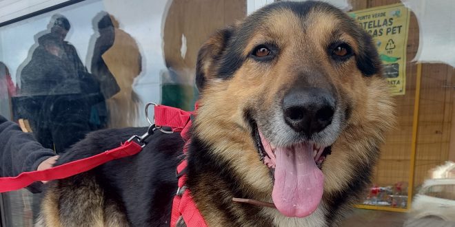 900 ESTERILIZACIONES A MASCOTAS POR TENENCIA RESPONSABLE EN DALCAHUE