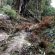 Dalcahue refuerza su compromiso con la protección del pudú y la biodiversidad local