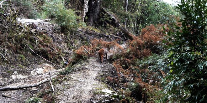 Dalcahue refuerza su compromiso con la protección del pudú y la biodiversidad local