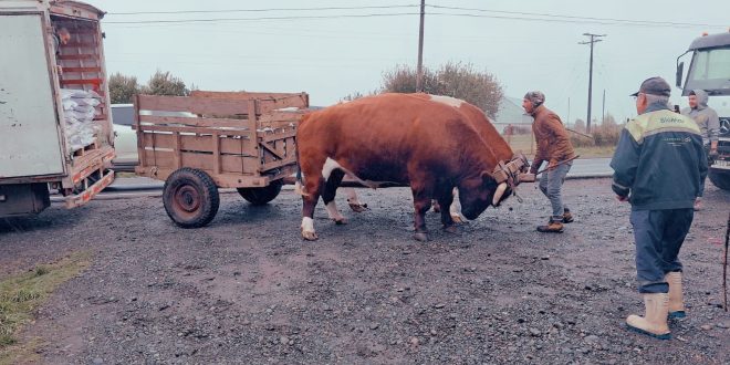 Dalcahue fortalece su mundo rural con apoyo directo a 107 familias agricultoras