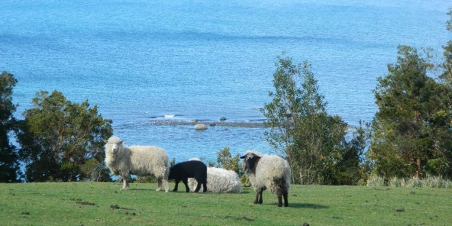 Campo