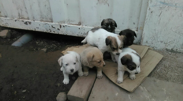 perritos