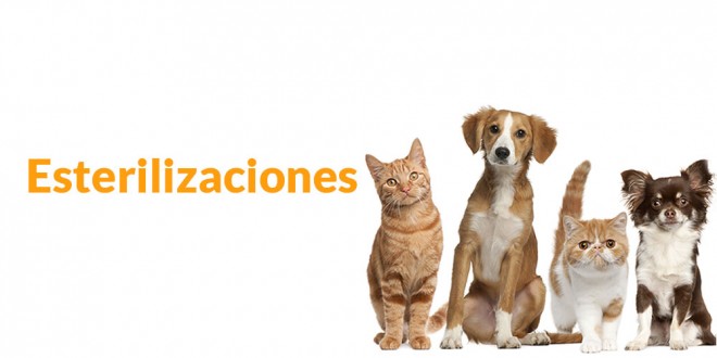esterilizaciones_m