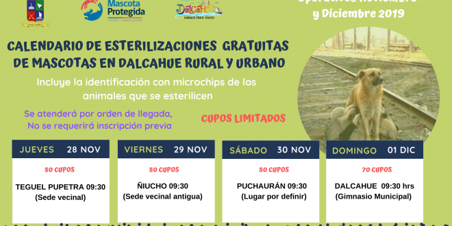 Calendario ESTERILIZACIONES