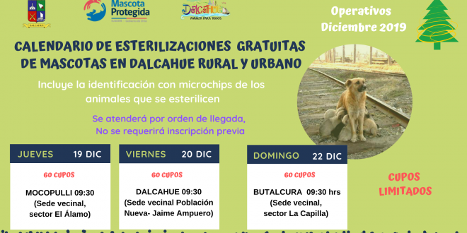Calendario ESTERILIZACIONES DICIEMBRE